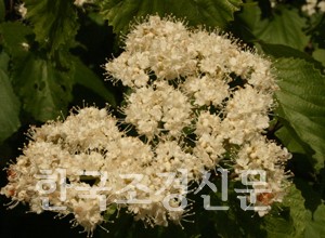 [가막살나무]꽃과 열매가 아름다운 나무