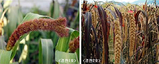 농진청, 경관조성용 조 품종 개발