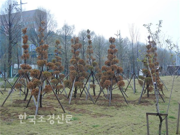 [미안하다 나무야] 수목관리 &#8211; 식재 후 사후관리 ① < 기고... Landscape Times [미안하다 나무야] 수목관리 &#8211; 식재 후 사후관리 ①