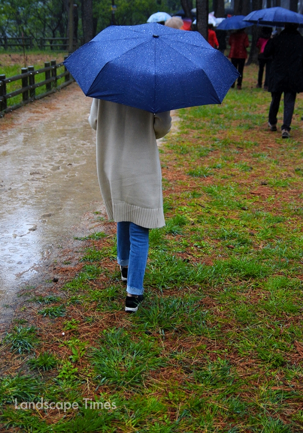 뚜벅이 여행자는 비와 노송길을 배경으로 끌어들여 사진을 찍고 싶게 만든다 [사진 지재호 기자]