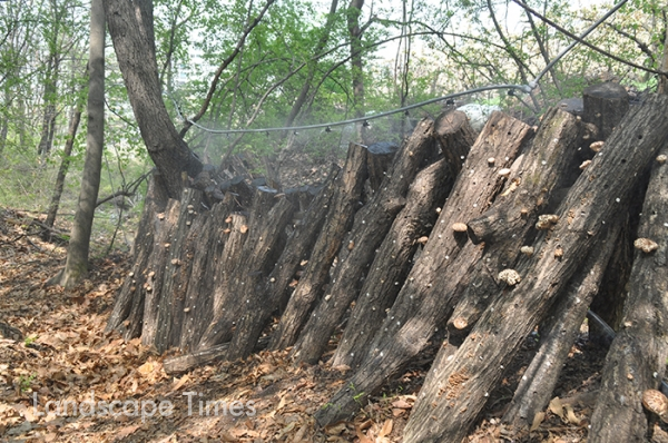 숲의 반그늘을 이용한 천수텃밭의 버섯재배장에서도 빗물을 이용해 관수한다.