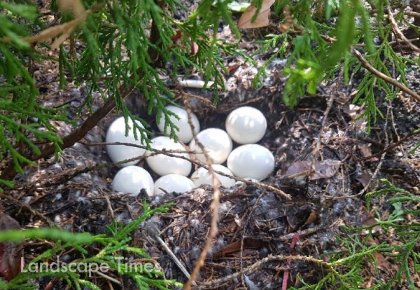 지난 4월 창원 성산아트홀에 한쌍의 오리가 찾아와 10여개의 알을 낳았다.[사진제공 창원문화재단]