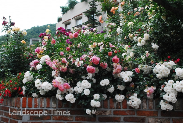 푸르네의 정원문화축제 '가든채널'이 열린 너싱홈그린힐 요양원의 장미정원