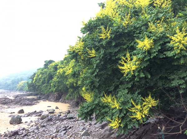 전남 영광군 백수해안도로변의 모감주나무 군락