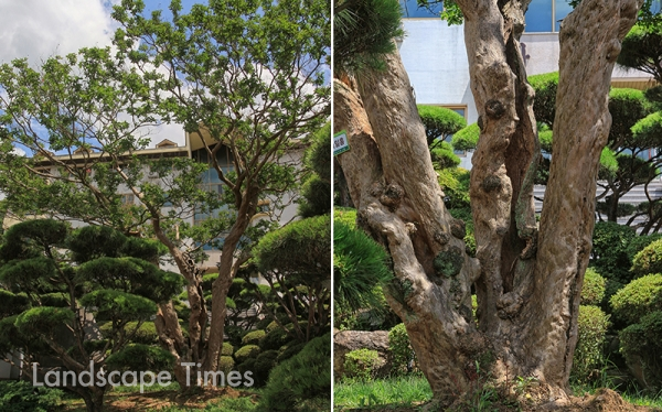 수령 400년 된 배롱나무