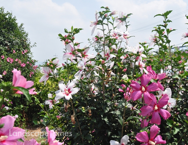 자명 Hibiscus syriacus ‘Jamyung’과 심백 Hibiscus syriacus ‘Shimbaek’을 접목해 여러색으로 개화한 무궁화 