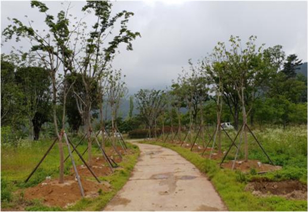 나무은행으로 이팝식재한 해운대수목원 [사진제공: 산림청]