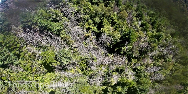 지리산 반야봉 북서사면 구상나무들이 회색으로 변해 집단 고사했다.  [사진제공 녹색연합]