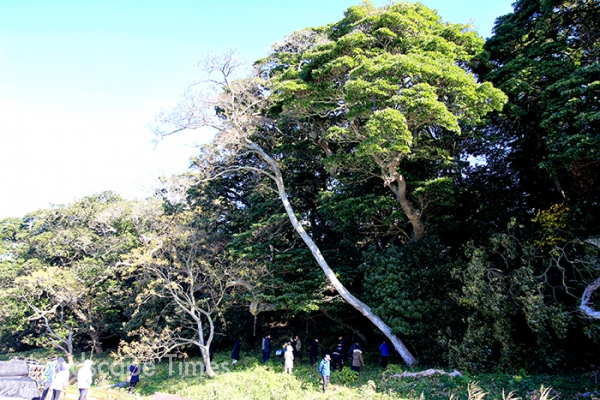 소안도 미라리 상록활엽수림을 둘러보고 있는 모습.  [사진 지재호 기자]