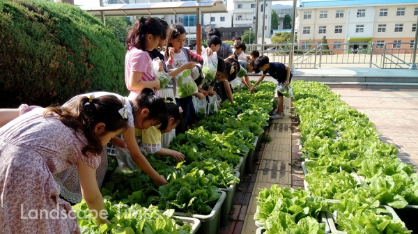 상추를 수확하고 있는 아이들 [사진제공: 대구시]