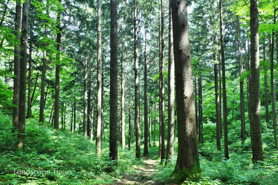독일가문비숲    [사진제공 산림청]
