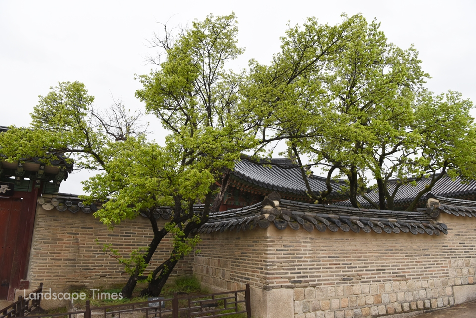 키는 작지만 400년이 넘은 성정각의 '매화나무' [사진 김진수 기자]