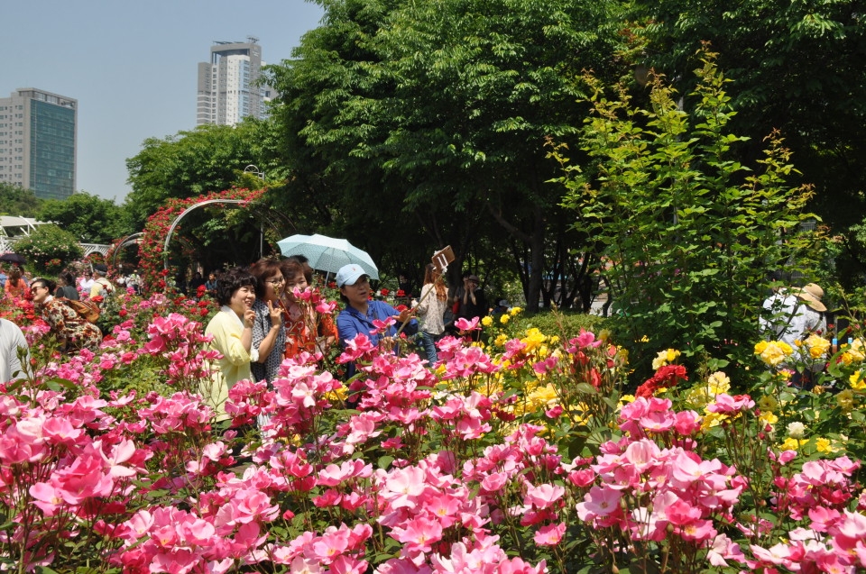 서울장미축제가 내달 2일까지 서울 중랑천변 일대에서 열린다.