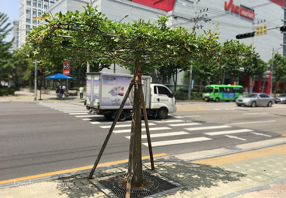 서울 도봉구 지역에 설치된 사각대왕참나무      [사진제공 한수그린텍]
