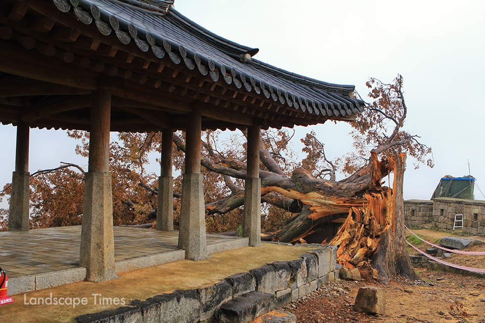 부러진 수령 500년 된 연미정의 느티나무  [사진 지재호 기자]