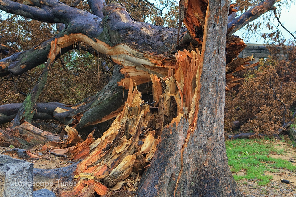 허무하게 부러진 수령 500년 된 연미정의 느티나무   [사진 지재호 기자]
