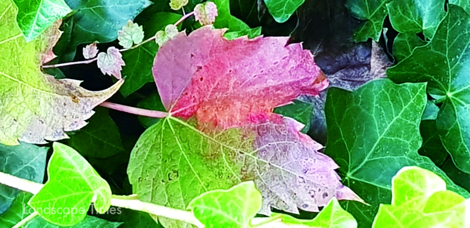 가을이 되면 잎은 색깔을 바꾸고 세포자살을 준비한다.