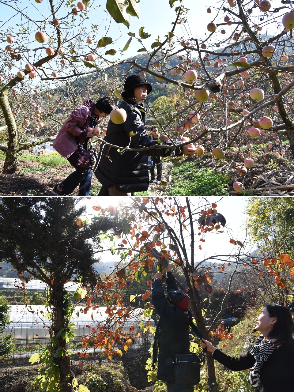 이현동 생태관광 프로그램에 포함된 친환경 사과를 키우는 소농 '차돌이네 농원'의 과수원