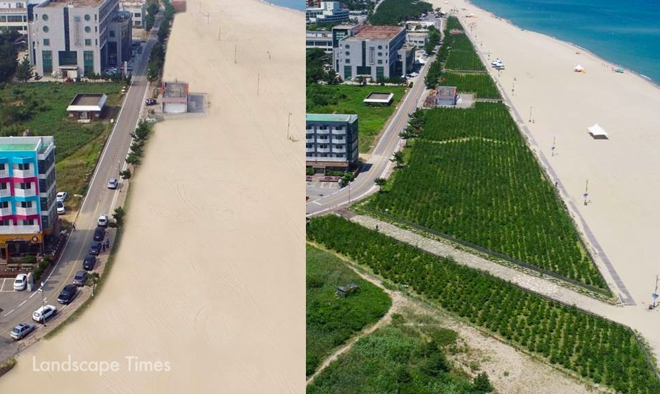 지난 2017년에 조성된 낙산해변 방재숲의 조성 전(좌측)과 조성 후 모습  ⓒ강원도