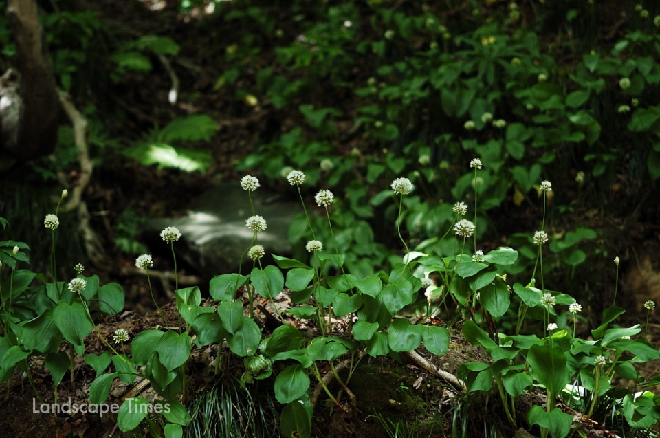 울릉산마늘(Allium ulleungense) ⓒ국립수목원