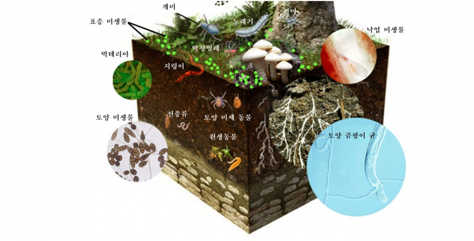 토양 생태계 개념도 Plant n Soil Biology