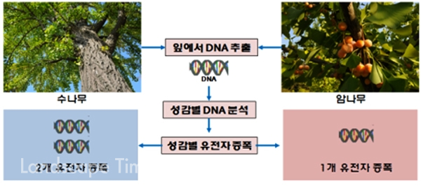은행나무 암나무와 수나무에서 DNA를 추출한 후 성감별 DNA 분석법을 이용해 선감별 유전자를 증폭하면 수나무는 2개의 유전자가, 암나무는 1개의 유전자가 증폭돼 구분된다. ⓒ산림과학원