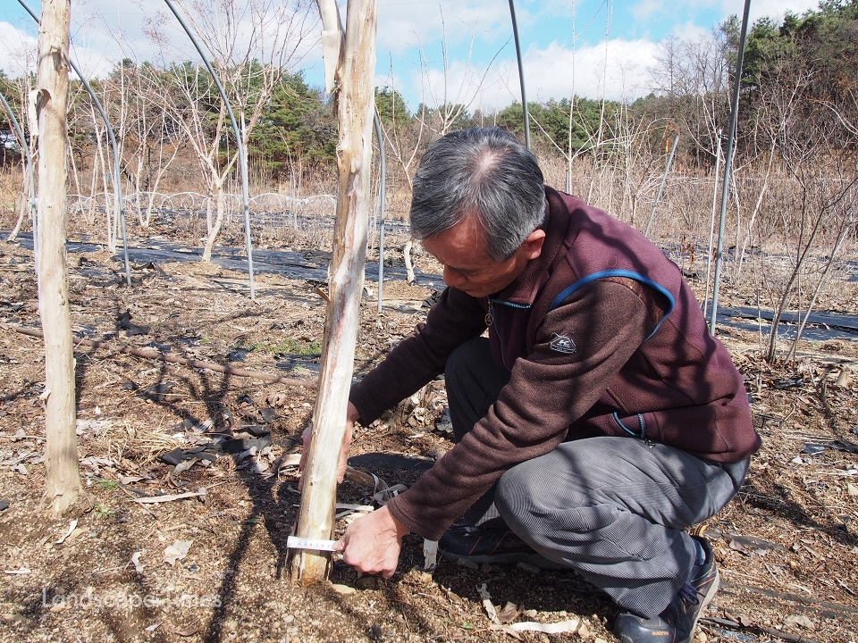 김덕순 칠자화 종묘농원 대표가 농장에서 18개월 재배한 칠자화 실생묘 높이를 재고 있다.