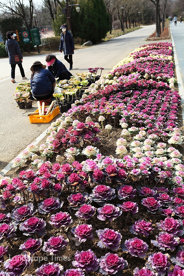 서울숲 입구에 들어서자 꽃배추 화단을 꾸미고 있다.   ⓒ지재호 기자