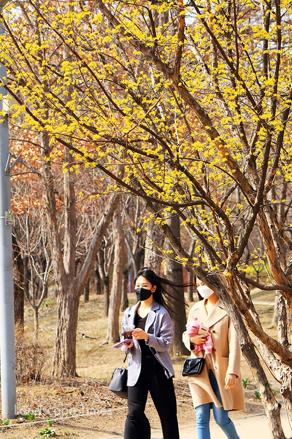 산수유가 활짝핀 서울숲을 지나는 시민들. 마스크 쓴 모습이 조금은 안타깝기만 하다.  ⓒ지재호 기자