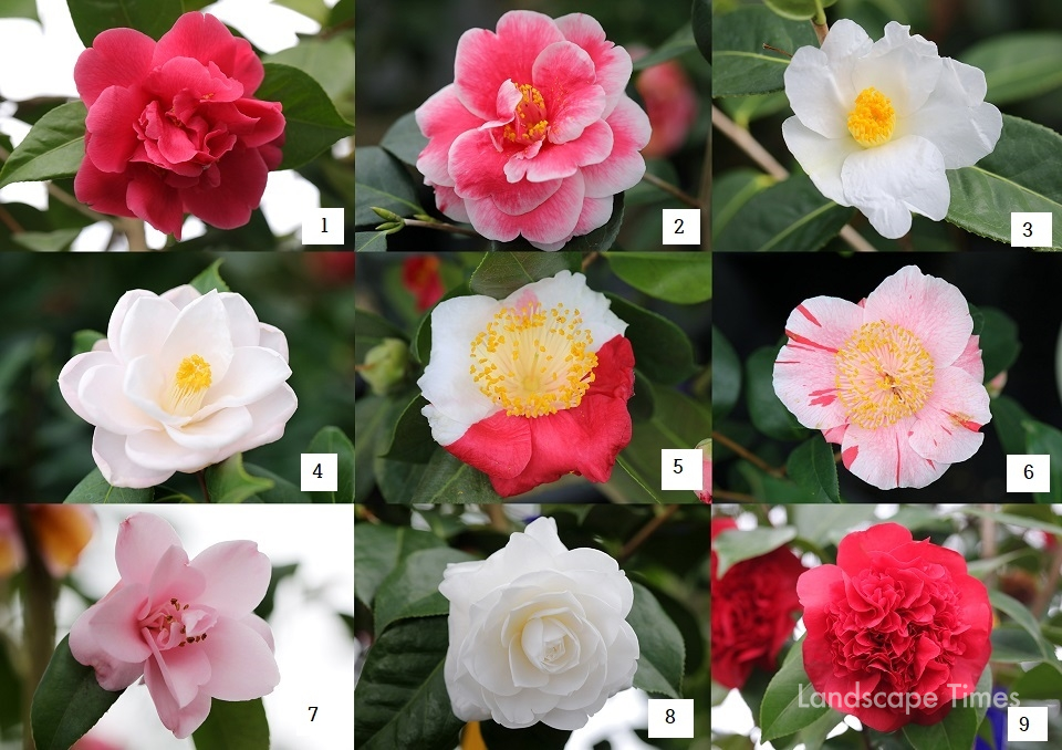 동백나무속  1.Camellia japonica ‘Dahong Bao Ta’ 2.Camellia japonica ‘Tama-gozen’ 3.Camellia hunanica  4.Camellia rusticana ‘Miyabi’ 5. Camellia ‘Deikanho’ 6.Camellia ‘Gairinzan’(Higo)7.Camellia ‘Miyakohime’ 8.Camellia japonica ‘Xueta’ 9.Camellia japonica ‘Oshima Red’ ⓒ천리포수목원