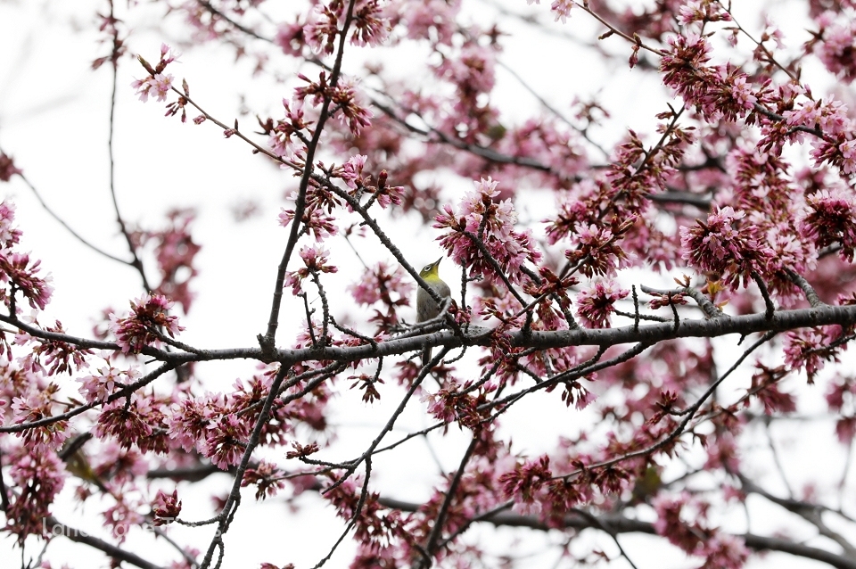 천리포수목원에서 봄꽃을 즐기고 있는 동박새 ⓒ천리포수목원