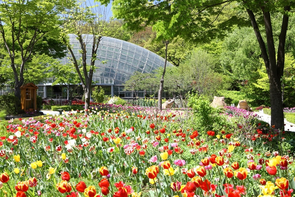 신구대학교식물원 에코센터 일대에 전시된 튤립 ⓒ신구대학교식물원.