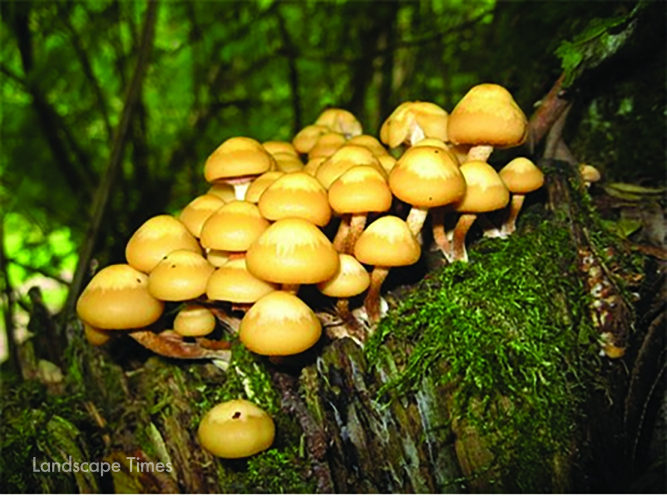 나무 둥치에서 자라나는 버섯. 식물은 중용의 도를 실천하여 자신의 생명을 보존하고 다른 생명체를 품어 살리는 넉넉한 군자이다.