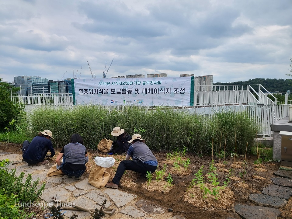 신구대학교식물원이 판교환경생태학습원 옥상정원에 멸종위기식물 대체이식지를 조성했다. ⓒ신구대학교식물원