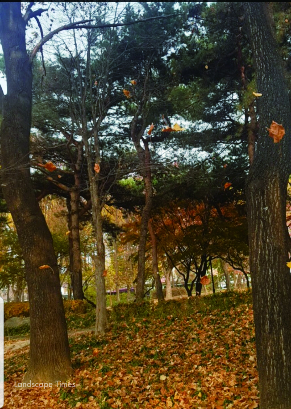땅 위의 풀들과 속삭이는 낙엽들