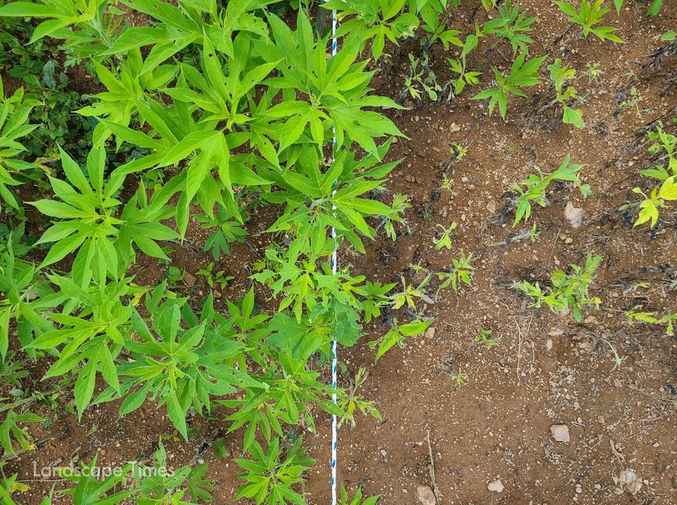 천연 당류를 활용한 단풍잎돼지풀 생육 제어 효과 ⓒ국립백두대간수목원