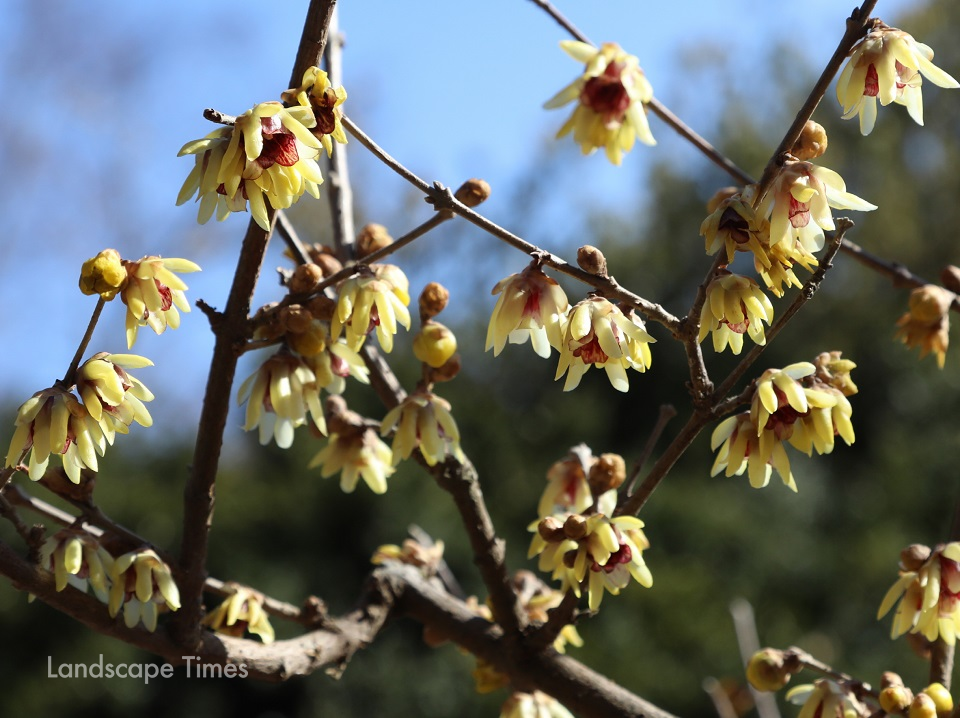 납매(Chimonanthus praecox) ⓒ천리포수목원