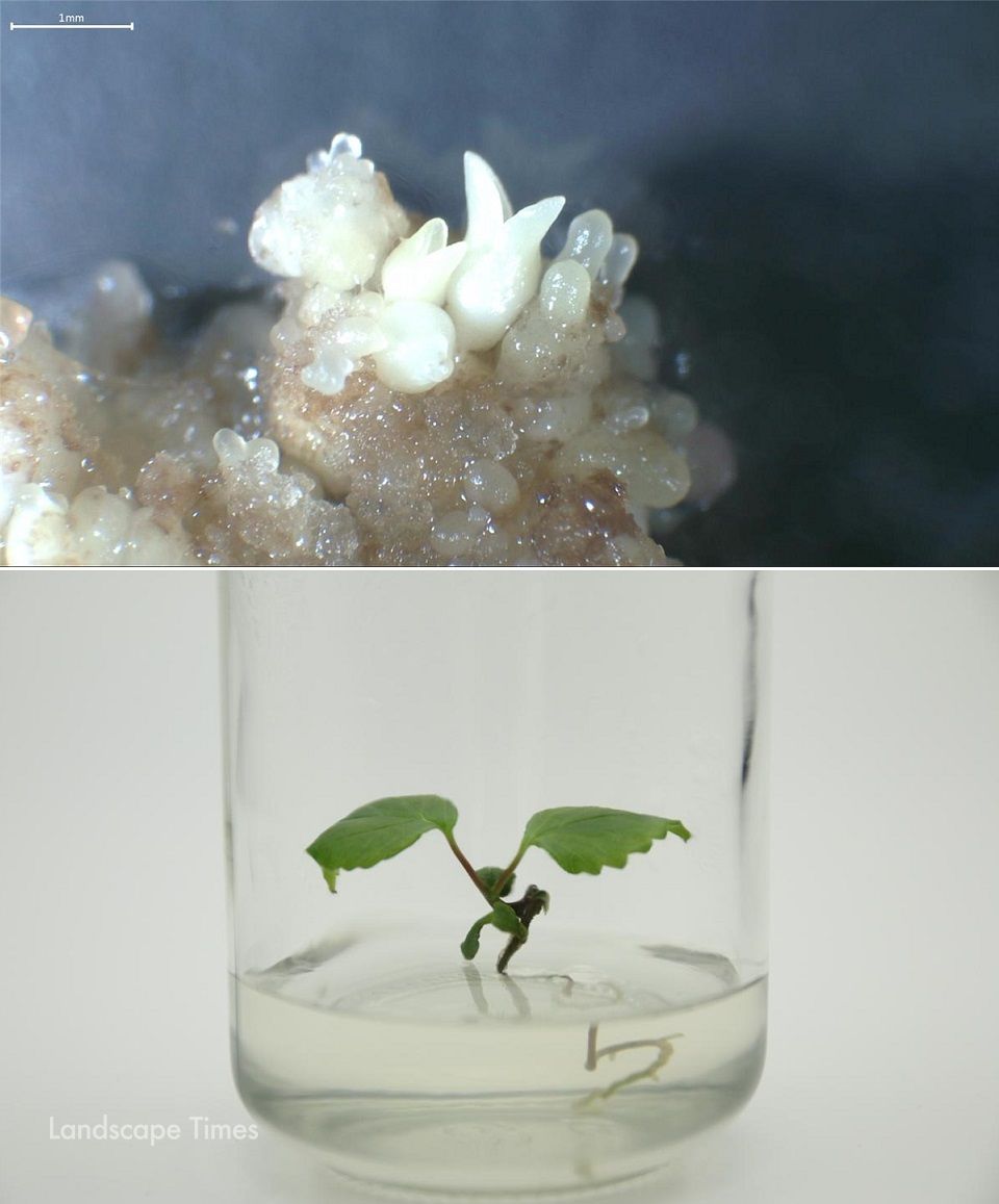 (위)배암나무 캘러스(세포)에서 체세포배(인공씨앗) 유도, (아래)실험실에서 증식 중인 배암나무 ⓒ경기도