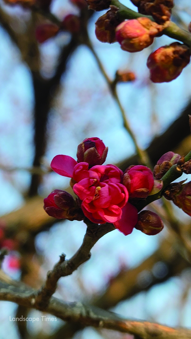 올 봄에 피어난 서울 봉은사의 홍매화. 지난 겨울 식물의 ‘버리기’가 없었다면 이 아름다운 꽃을 보지 못했을 것이다. ⓒ 윤인호 광릉수목원 숲해설가