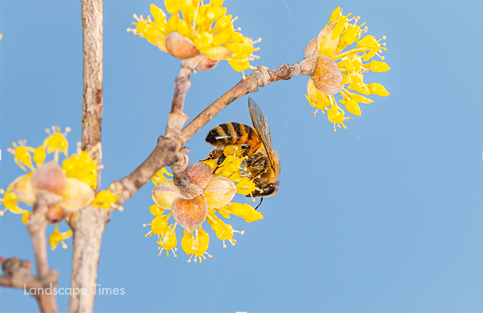 완연한 봄 날씨를 보인 지난18일(목) 국립세종수목원 내 한국전통정원에서 꿀벌 한 마리가 산수유꽃의 꿀을 모으고 있다. ⓒ국립세종수목원