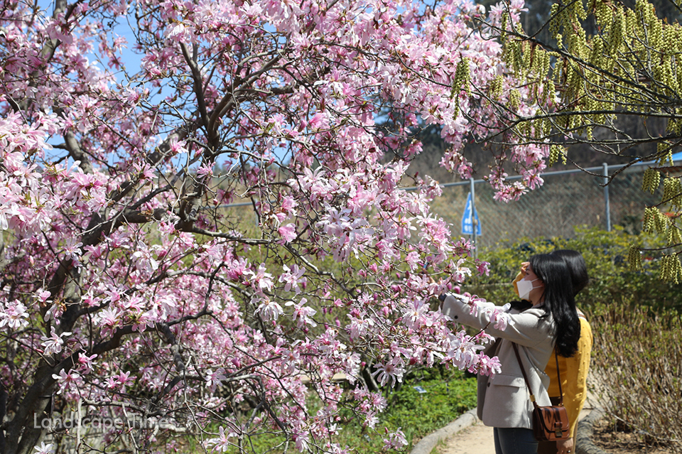 방문객이 봄꽃을 보고 있다. ⓒ천리포수목원