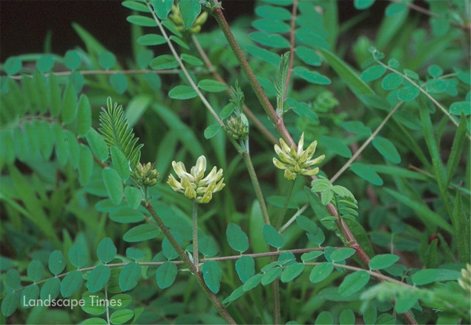 강화황기(Astragalus sikokianus Nakai) ⓒ환경부