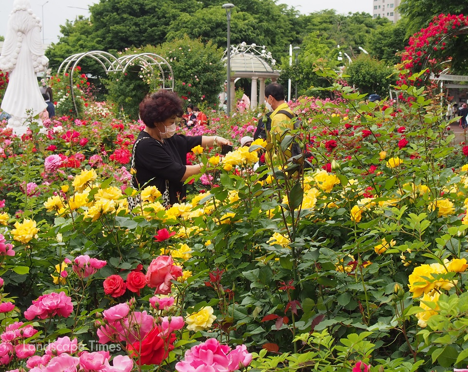 중랑천 장미공원을 찾은 한 시민이 장미꽃을 찍고 있다.(시공 현대장미원)