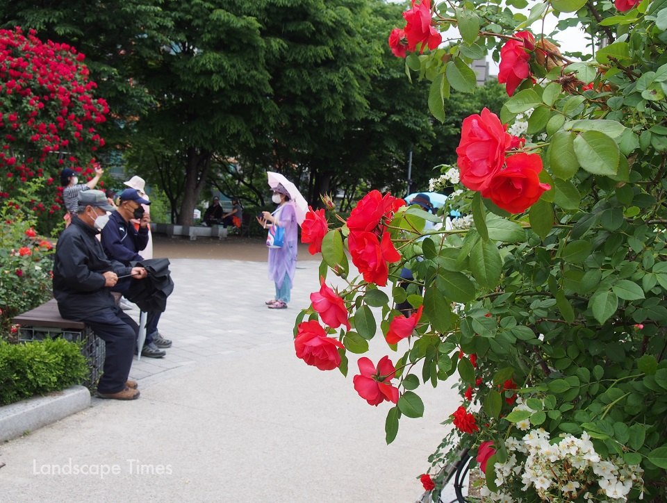 마스크를 착용한 시민들이 안전요원의 안내에 따라 공원에 핀 장미를 관람하고 있다.