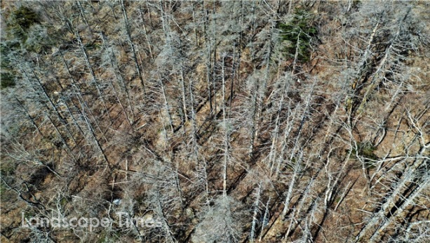 지리산 중봉에서 촬영한 고사한 구상나무 ⓒ녹색연합