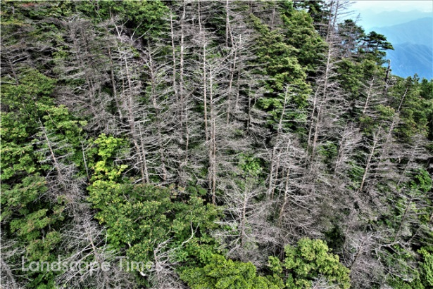 회색빛으로 죽은 지리산 천왕봉 구상나무 ⓒ녹색연합