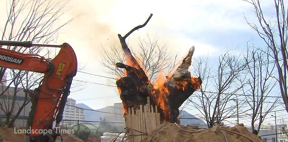 부산 사상구 주례동에 재이식된 500년 수령 불탄 회화나무 모습 ⓒ부산그린트러스트
