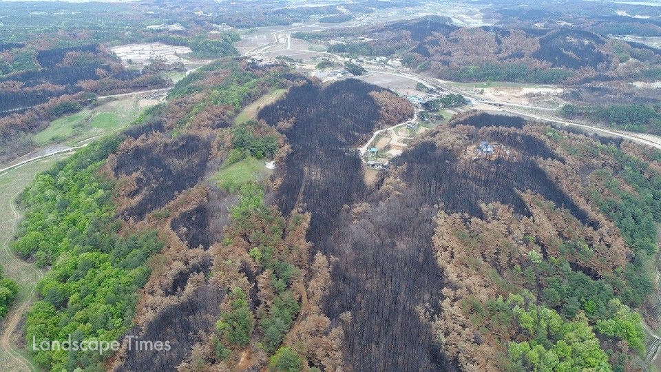 속초 대형 산불 이후 찍은 산불 패턴 사진. 소나무 순림을 태우는 산불은 낙엽활엽수림에서 멈춘다. ⓒ정인철