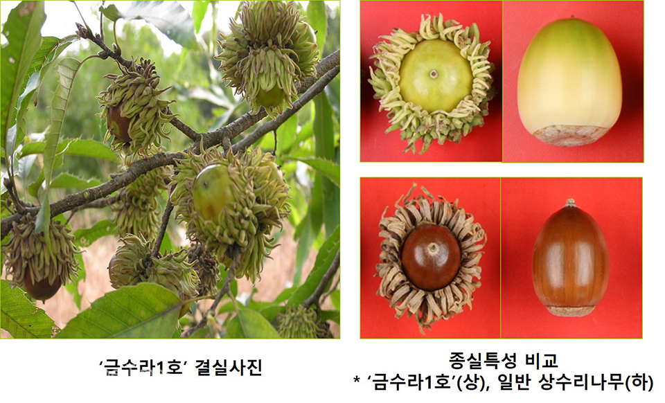 상수리나무 '금수라1호'의 종실 특성  ⓒ국립산림과학원