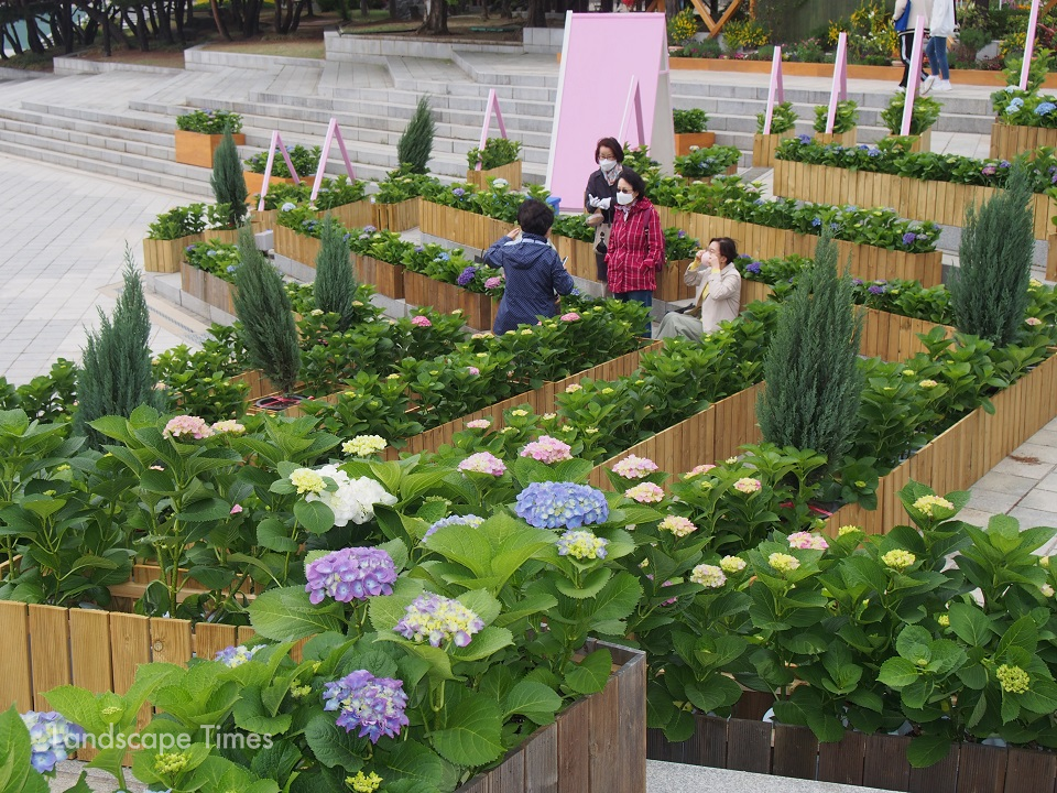 22일 개막한 고양국제꽃박람회 호수공원 야외 정원 전시장. 관람객들이 수국으로 조성한 계단서 꽃을 만끽하고 있다.